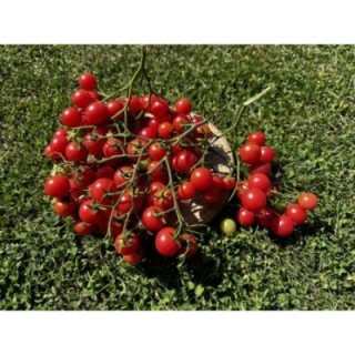 Rose Quartz Multiflora