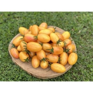 ARTISAN™ Blush Tiger