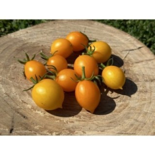 Piennolo Del Vesuvio Jaune