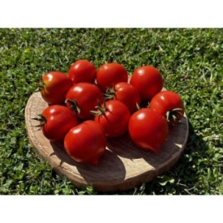 Merveille de Bastogne