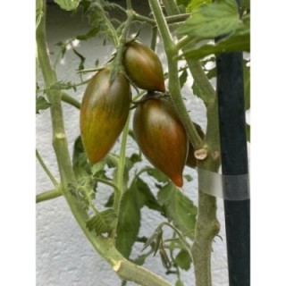 ARTISAN™ Green Tiger