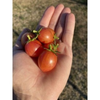 ARTISAN™ Pink Bumble Bee