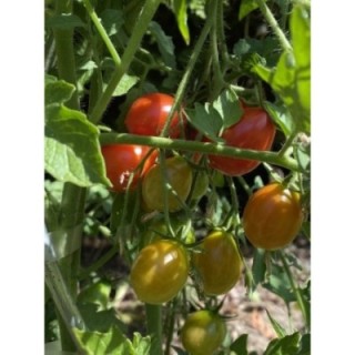 Reverend Michael Keyes