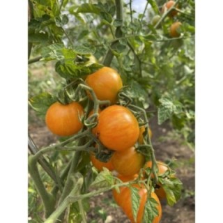 Scarlet Starfire - Starfire Isis