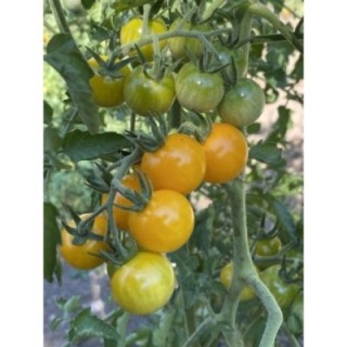 Aunt Ruby's Yellow Cherry