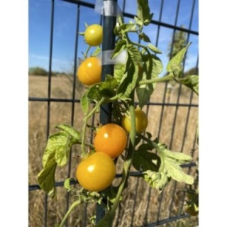 Yellow Belgium Debut