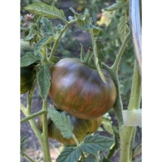 Belle Du College (Join Or Die)