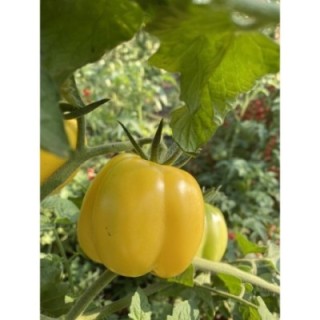 Doochova Yellow Pepper