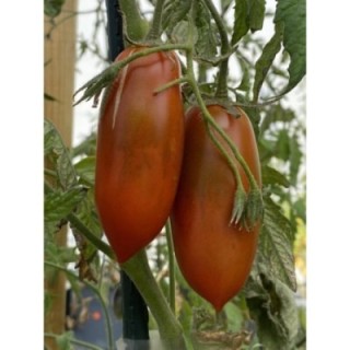 Black Icicle (Sosulka Chernaya)