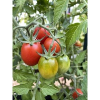 Canneberge Sucrée (Klyukva v sakhare)