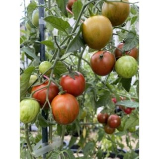 Cerise Noire Tigrée