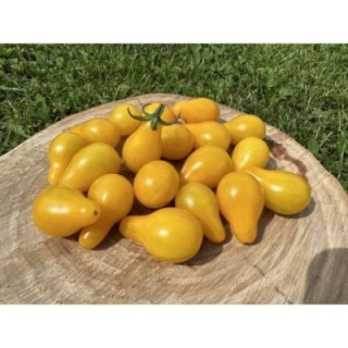 Joseph's Yellow Pear