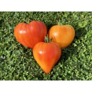 Coeur de Zèbre Abricot