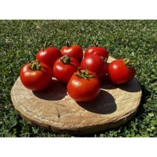 Gloire de Versailles